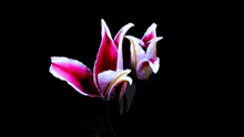 a close up of a pink flower with white petals on a black background