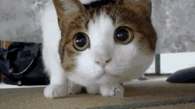 Move Your Finger In Time With The Cat. I’m Occupied For The Next Hour Or So… GIF