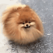 Dog Smile Beyonce Hair Challenge GIF - Dog Smile Beyonce Hair Challenge Flip Hair GIFs