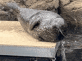 a seal laying on a wooden dock next to the water