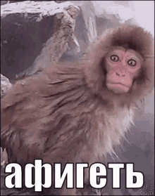 обезьянка офигеть шок афигеть что омг обезьяна GIF