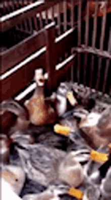 Duck Laughing GIF - Duck Laughing Lol GIFs