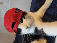 Cat Gangster Cat GIF - Cat Gangster Cat Gangster GIFs