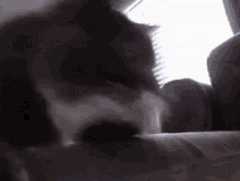 a close up of a cat 's face looking out a window