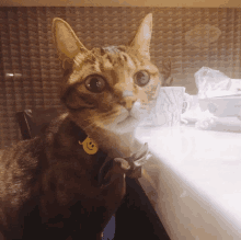 Sodagreen Cat GIF - Sodagreen Cat GIFs