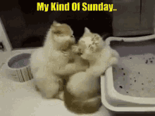 My Kind Of Sunday Funny Animals GIF - My Kind Of Sunday Funny Animals Kittens GIFs