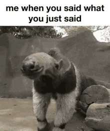 Anteater My Reaction GIF - Anteater My Reaction Me When You Said What You Just Said GIFs