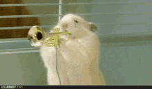 Hamster Playing Intruments GIF - Hamster Playing Intruments Musical Instruments GIFs