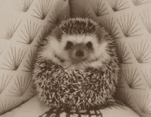 Porcoespinho Fofinho Mefaçacarinho Bomdia GIF - Hedgehog Cute Nest Me GIFs