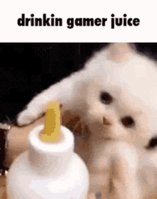 drinkin gamer juice gamer gamer cat cat gamer drinking gamer juice