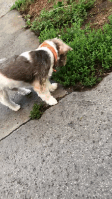 a dog standing on a sidewalk looking at a bush