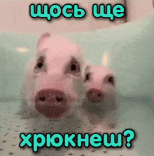 two pigs are standing next to each other in a bathtub with a caption in russian that says " xpoknew "