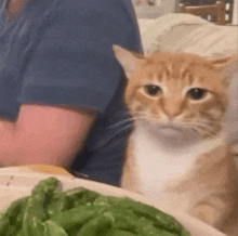 an orange and white cat is sitting on a table next to a plate of green beans .