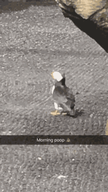morning poop bird bird poop