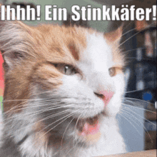 a close up of a cat with a caption that says ihhh ein stinkkäfer