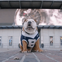 a dog wearing a jersey with the letter b on the front