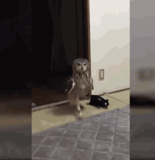 owl you talking to me who are you what do you want go away