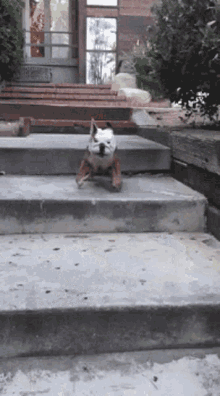 Jumping Bulldog GIF - Jumping Bulldog Dog GIFs