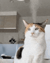 Cat Steam GIF - Cat Steam GIFs