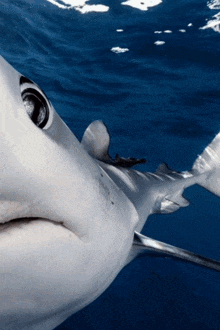 a close up of a shark in the ocean