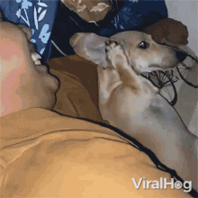 Embarrassed Dog Viralhog GIF - Embarrassed Dog Viralhog Shy Dog GIFs
