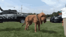 Bloodhound Police Dog GIF - Bloodhound Police Dog GIFs