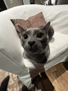 a gray cat is sitting on a white chair