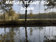 Nature Beautiful GIF - Nature Beautiful Ducks GIFs