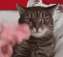 Cat Cats GIF - Cat Cats Confused GIFs