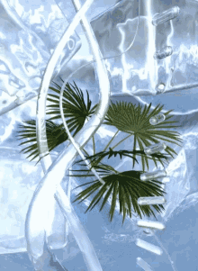 Underwater Saribus Rotundifolius GIF - Underwater Saribus Rotundifolius Ice Cube GIFs