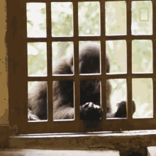 Let Me Grab This Real Quick Young Orphaned Gorillas See Their Adorable Bond With Park Rangers GIF - Let Me Grab This Real Quick Young Orphaned Gorillas See Their Adorable Bond With Park Rangers Baby Gorilla GIFs