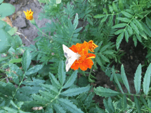 Butterfly GIF