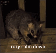 Rory GIF - Rory GIFs