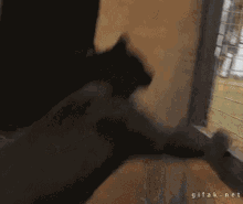 Come To Momma! GIF - Cat Cute Hug GIFs