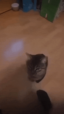 Cat Meme Cat Headbutt GIF