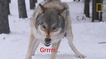 a wolf is standing in the snow with a caption that says grrr