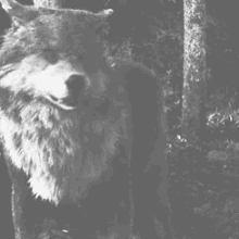 Animal Wolf GIF - Animal Wolf GIFs
