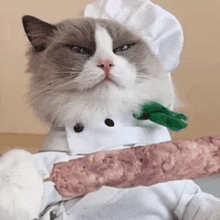look at my food puff meow chef that little puff check this out