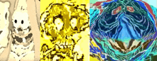 a collage of three images of a skeleton , a rabbit , and a circle .