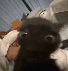 a close up of a cat 's face with a blurry background