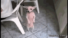 You Guys Wouldn'T Believe How Many Salsa Dancing Chihuahua'S There Are On Youtube Lol GIF - Chihuahua Dogs Cute GIFs