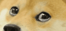a close up of a dog 's eyes looking at something