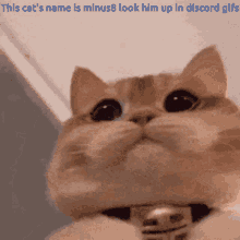 Minus8 Cat GIF