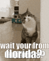 Florida Cat GIF - Florida Cat GIFs