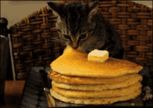 Cat Waffles GIF