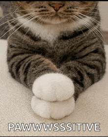 Cat Feet GIF
