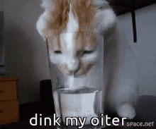 Drink My Oiter Cat GIF - Drink My Oiter Cat Silly Cat GIFs