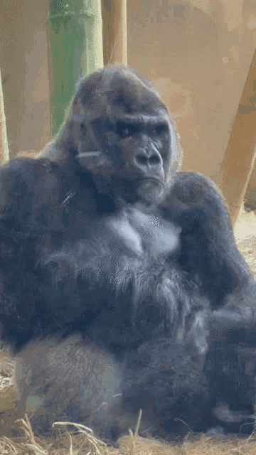 Monkey Wtf Man Bruh Stare Serious Seriously Black Rage Why Ee Kek GIF -  Monkey Wtf Man Bruh Stare Serious Seriously Black Rage Why Ee Kek -  Discover & Share GIFs