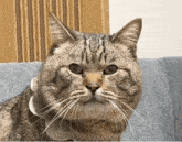 a cat wearing a collar is sitting on a couch looking at the camera .