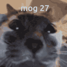 mog27 mog 27 cat gif